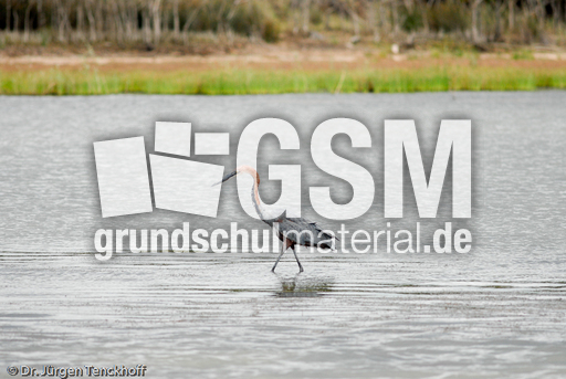 Purpurreiher (3 von 12).jpg